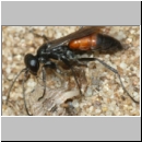 Arachnospila anceps - Wegwespe w004h 7-8mm mit Spinne - OS-Wallenhorst-Sandgrube-det.jpg